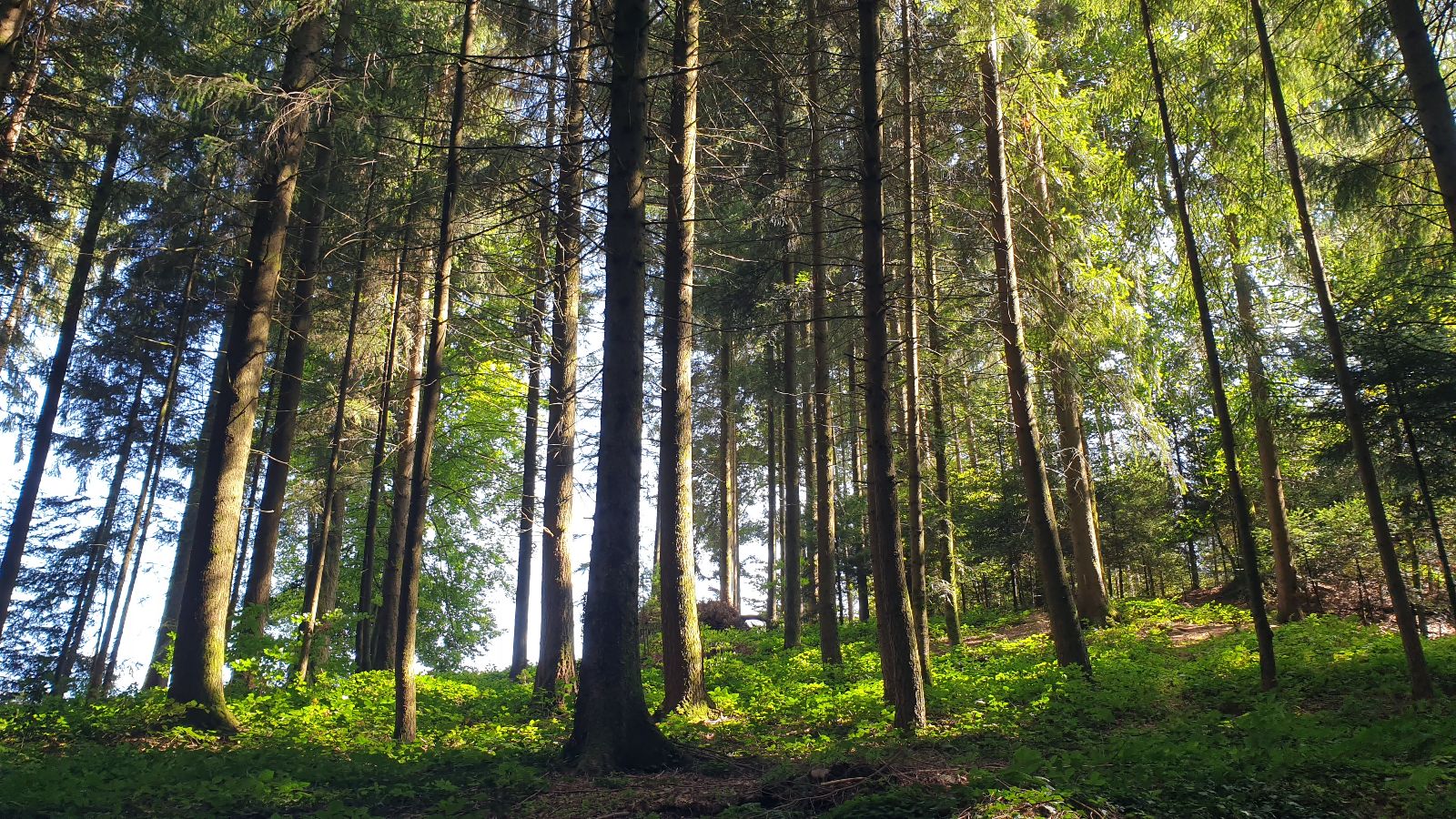 Bild: Energiequelle Wald für Lehrpersonen